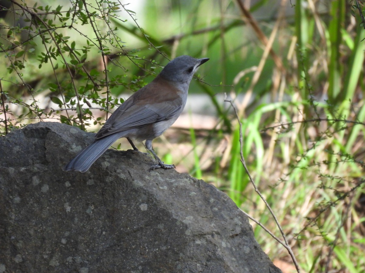 Gray Shrikethrush - Julie Mclennan