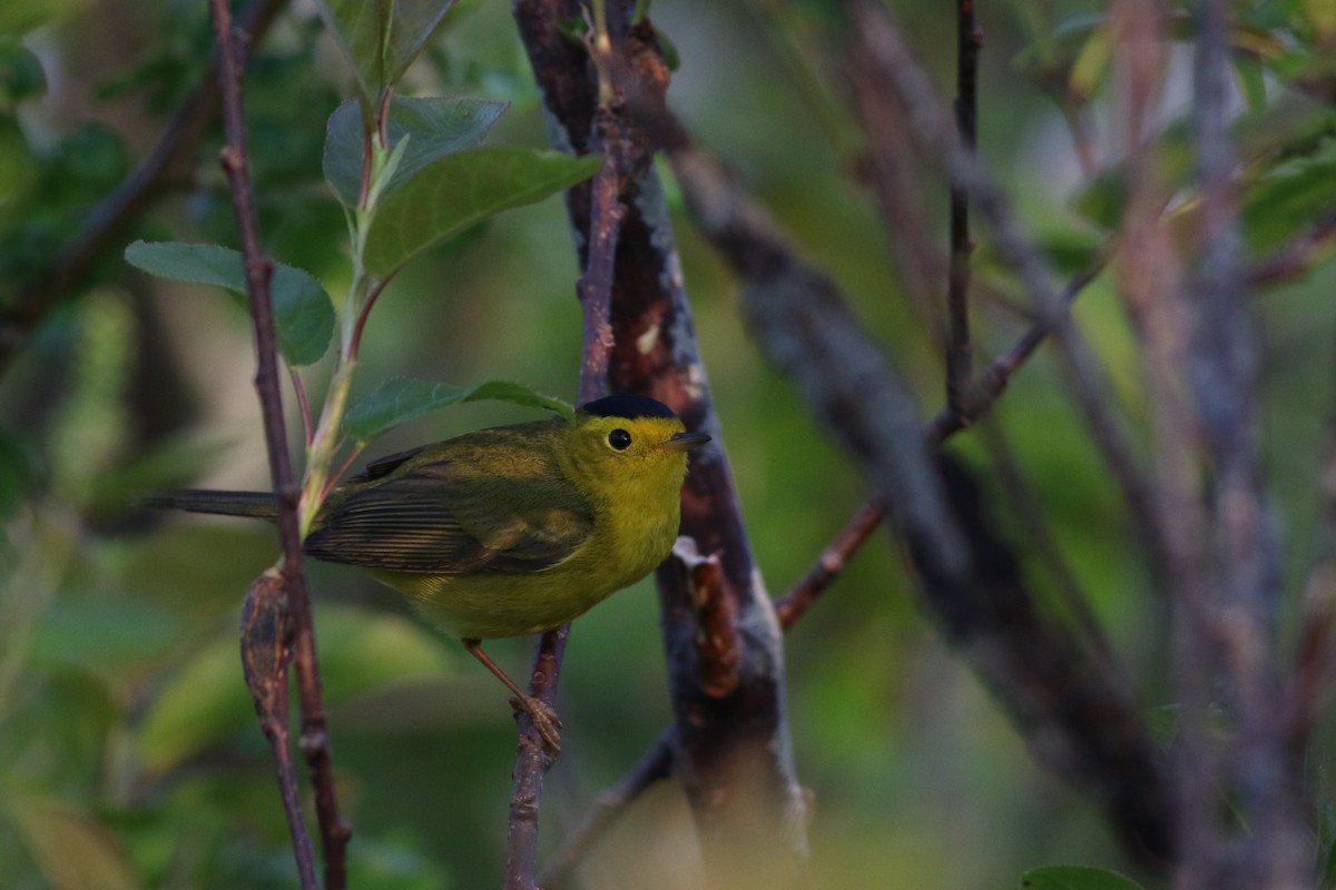 Wilson's Warbler - Lily Morello