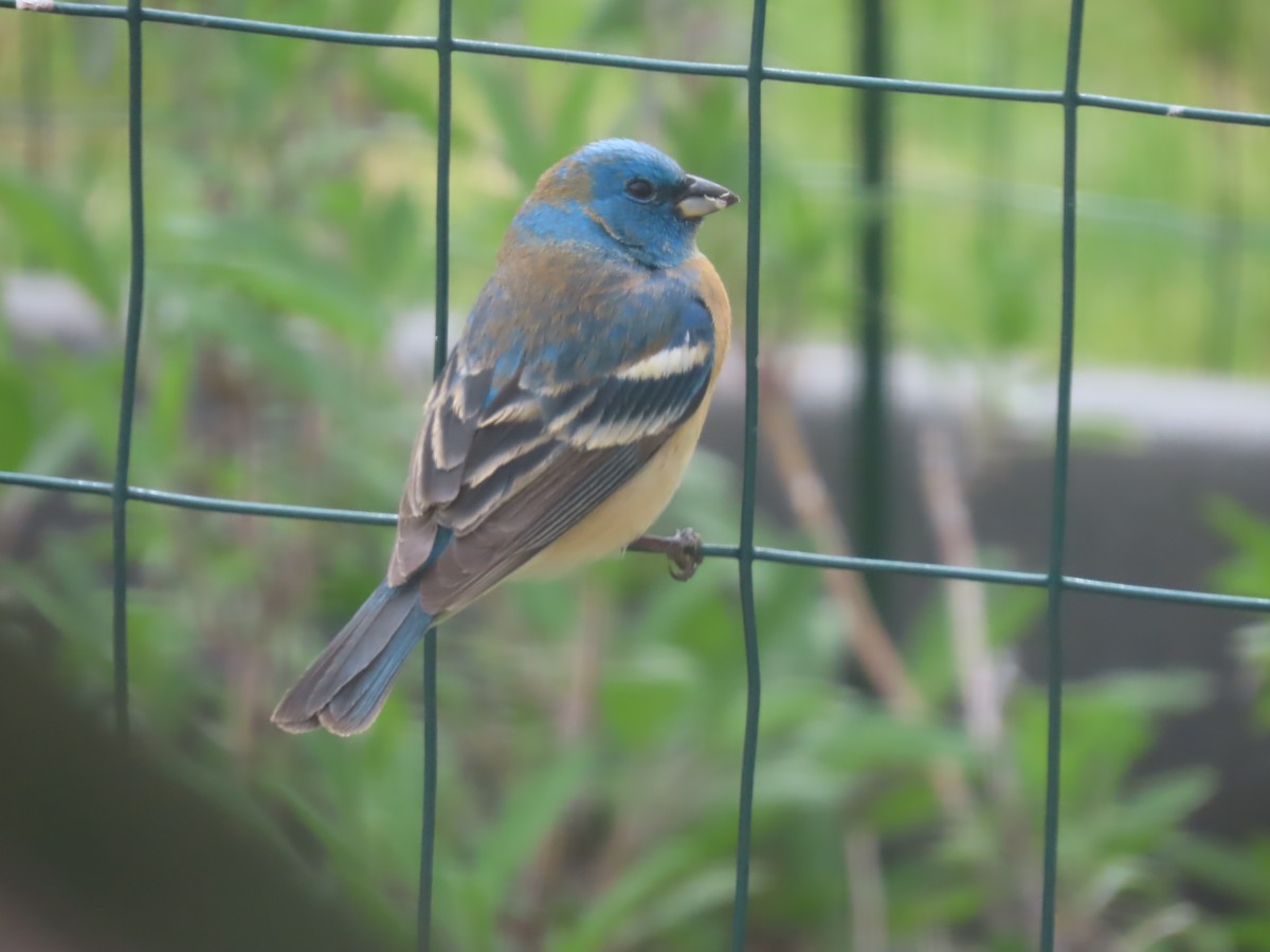 Lazuli Bunting - Mark Gorges