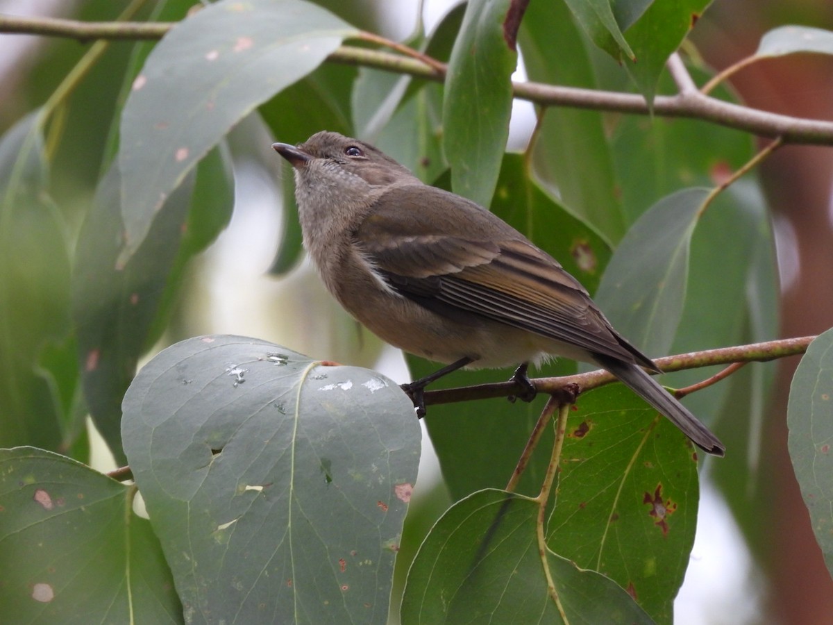 Golden Whistler - Julie Mclennan