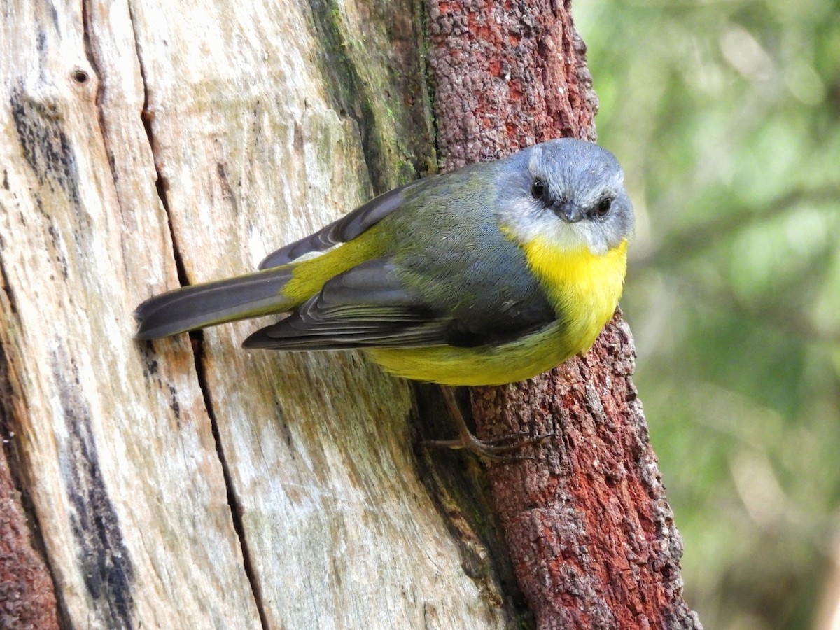 Eastern Yellow Robin - Julie Mclennan