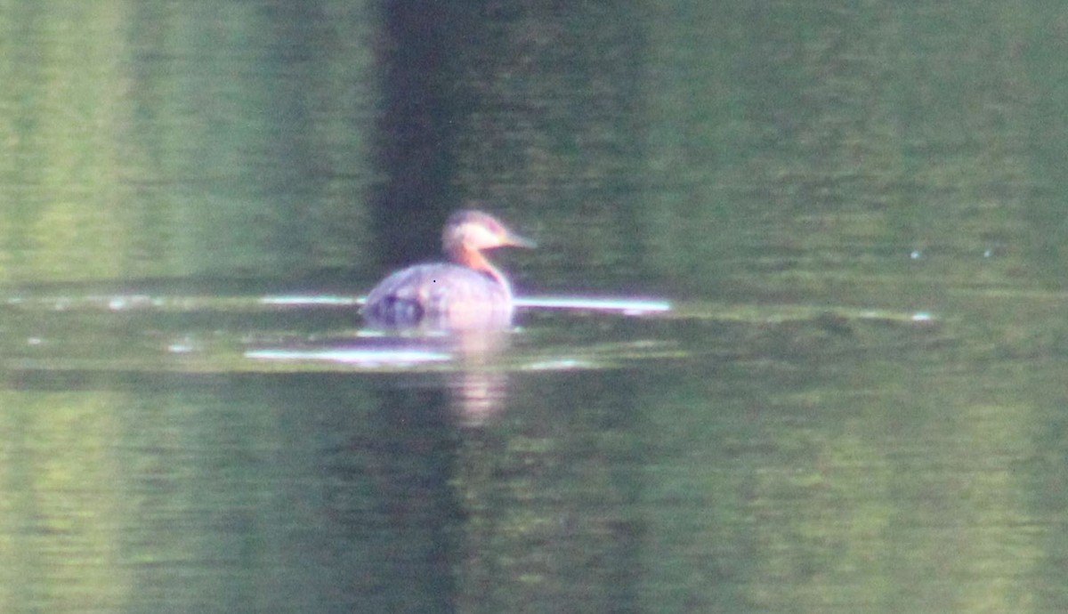 Red-necked Grebe - Peter  Van Veld