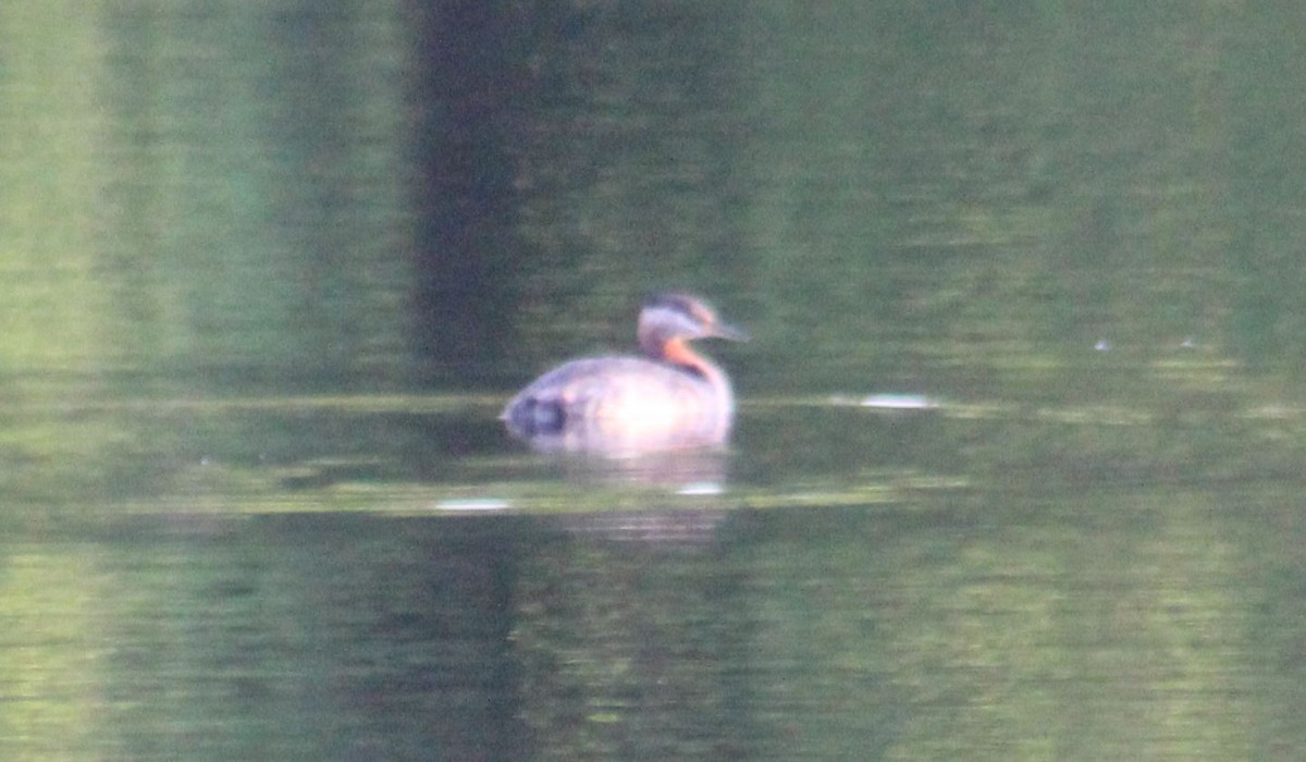 Red-necked Grebe - Peter  Van Veld