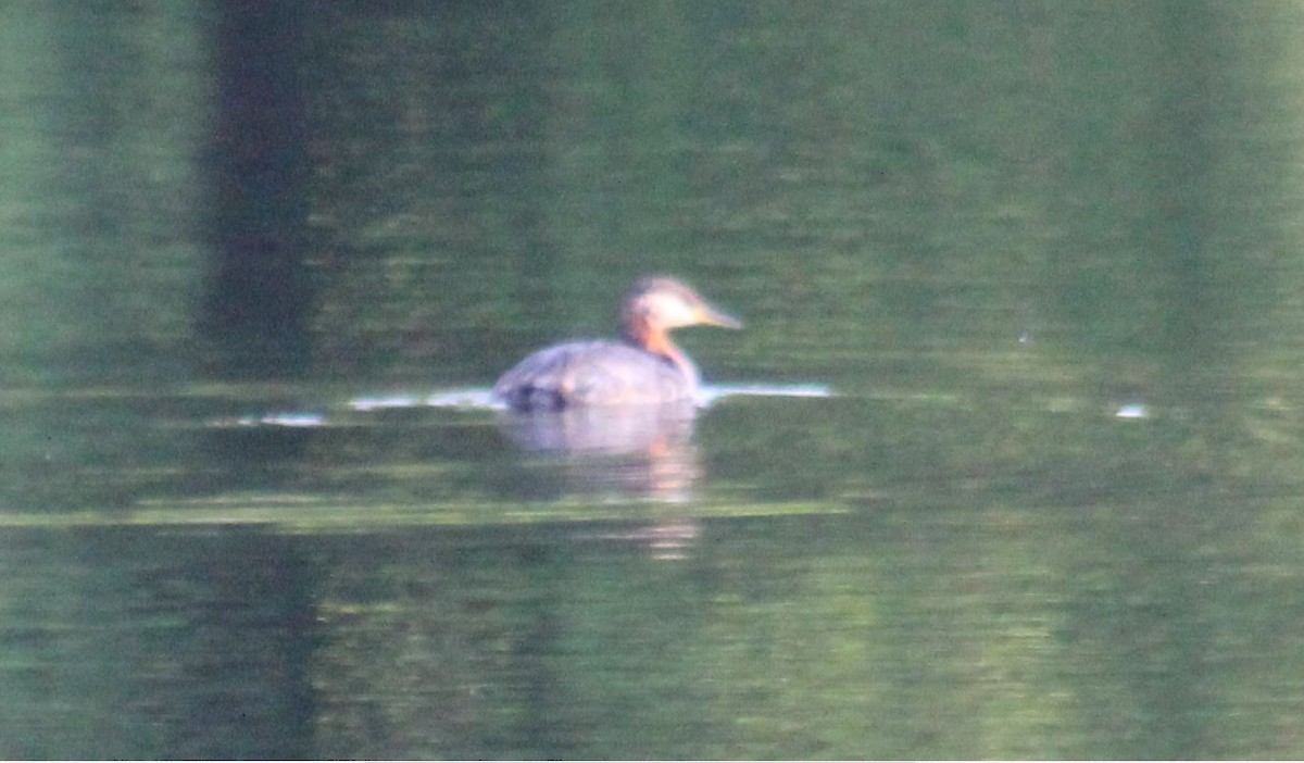 Red-necked Grebe - Peter  Van Veld