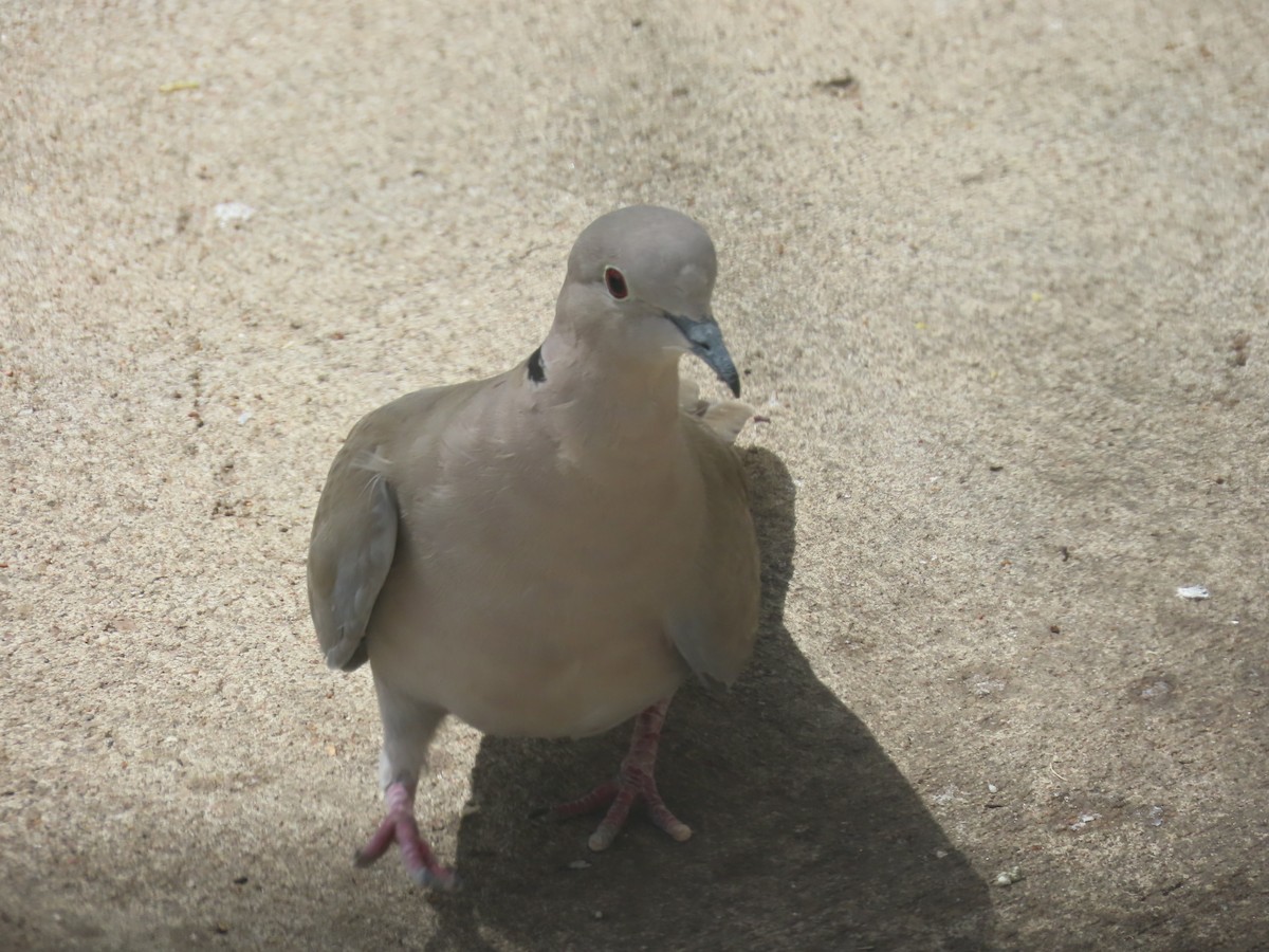 Eurasian Collared-Dove - Mark Gorges