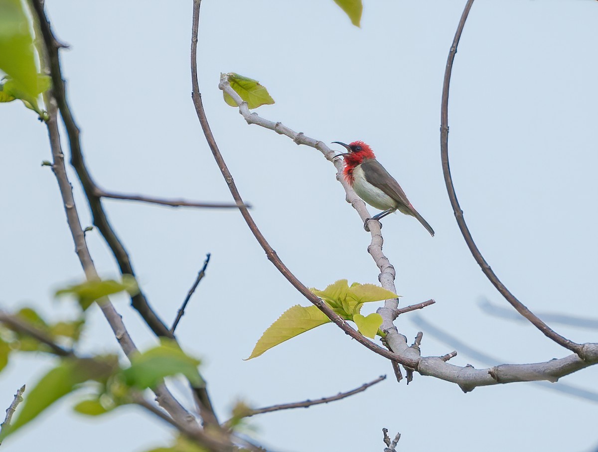 Crimson-hooded Myzomela - Wilbur Goh