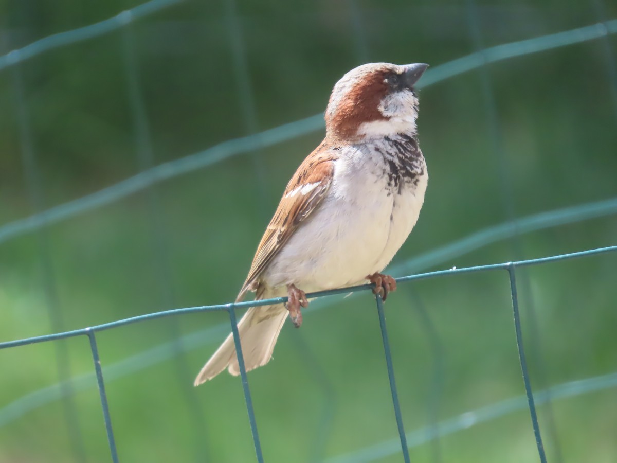 House Sparrow - Mark Gorges