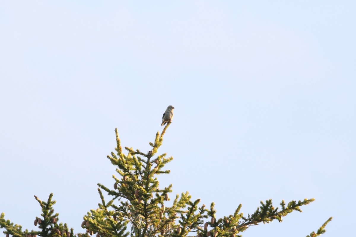 White-winged Crossbill - Lily Morello