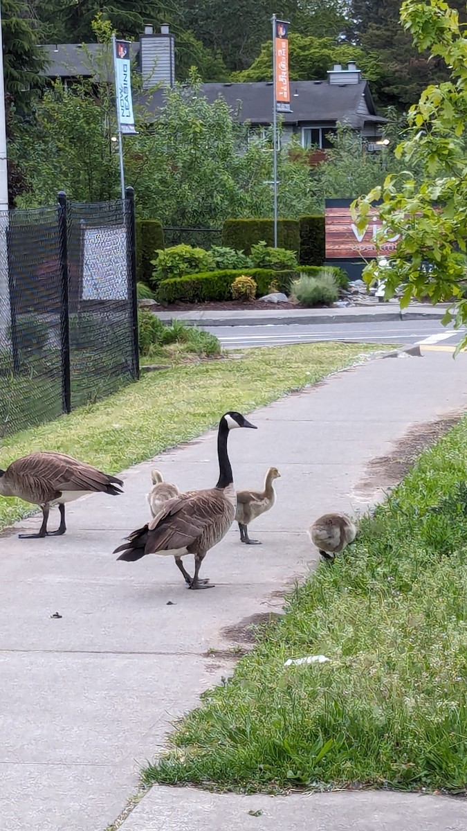 Canada Goose - Anonymous