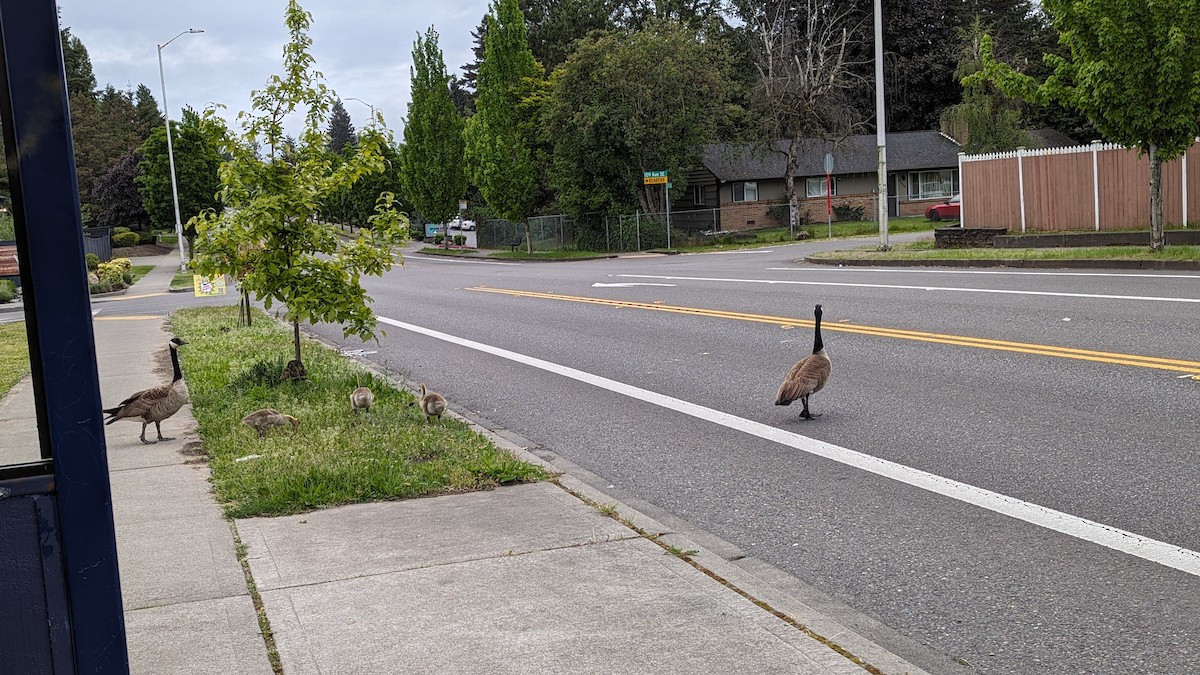 Canada Goose - Anonymous