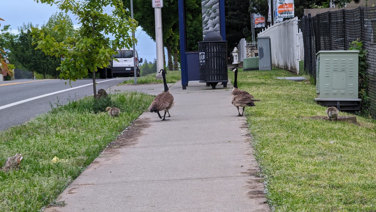 Canada Goose - Anonymous