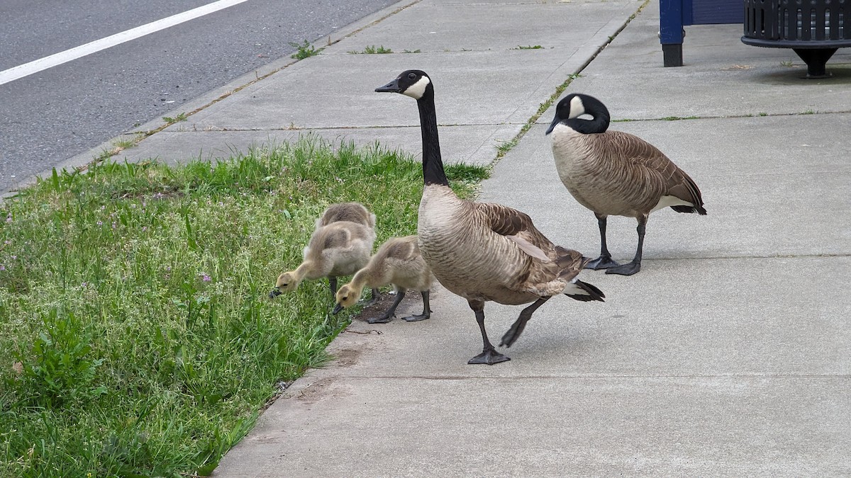 Canada Goose - Anonymous