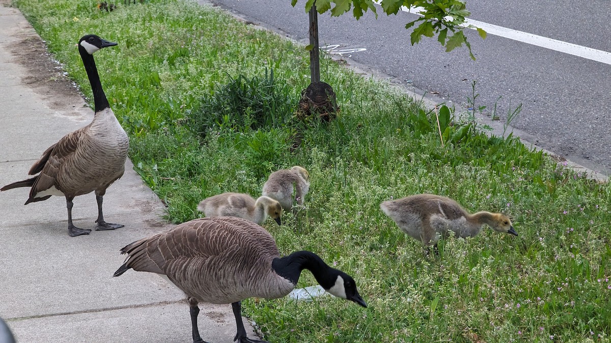 Canada Goose - Anonymous