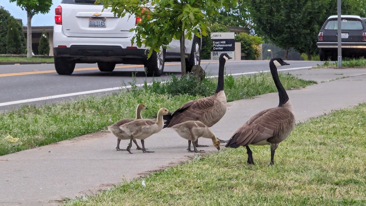 Canada Goose - Anonymous