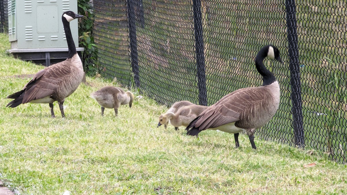 Canada Goose - Anonymous