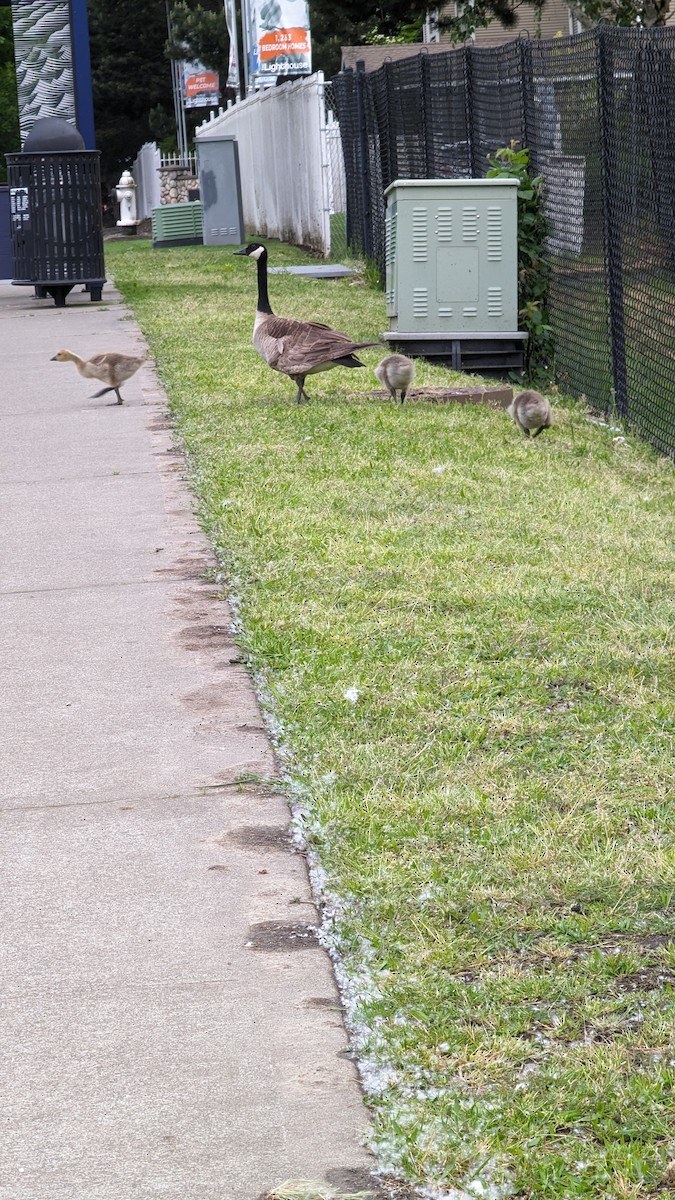 Canada Goose - Anonymous