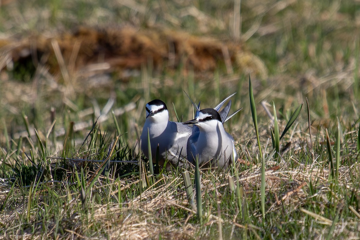 Aleutian Tern - Robin Corcoran