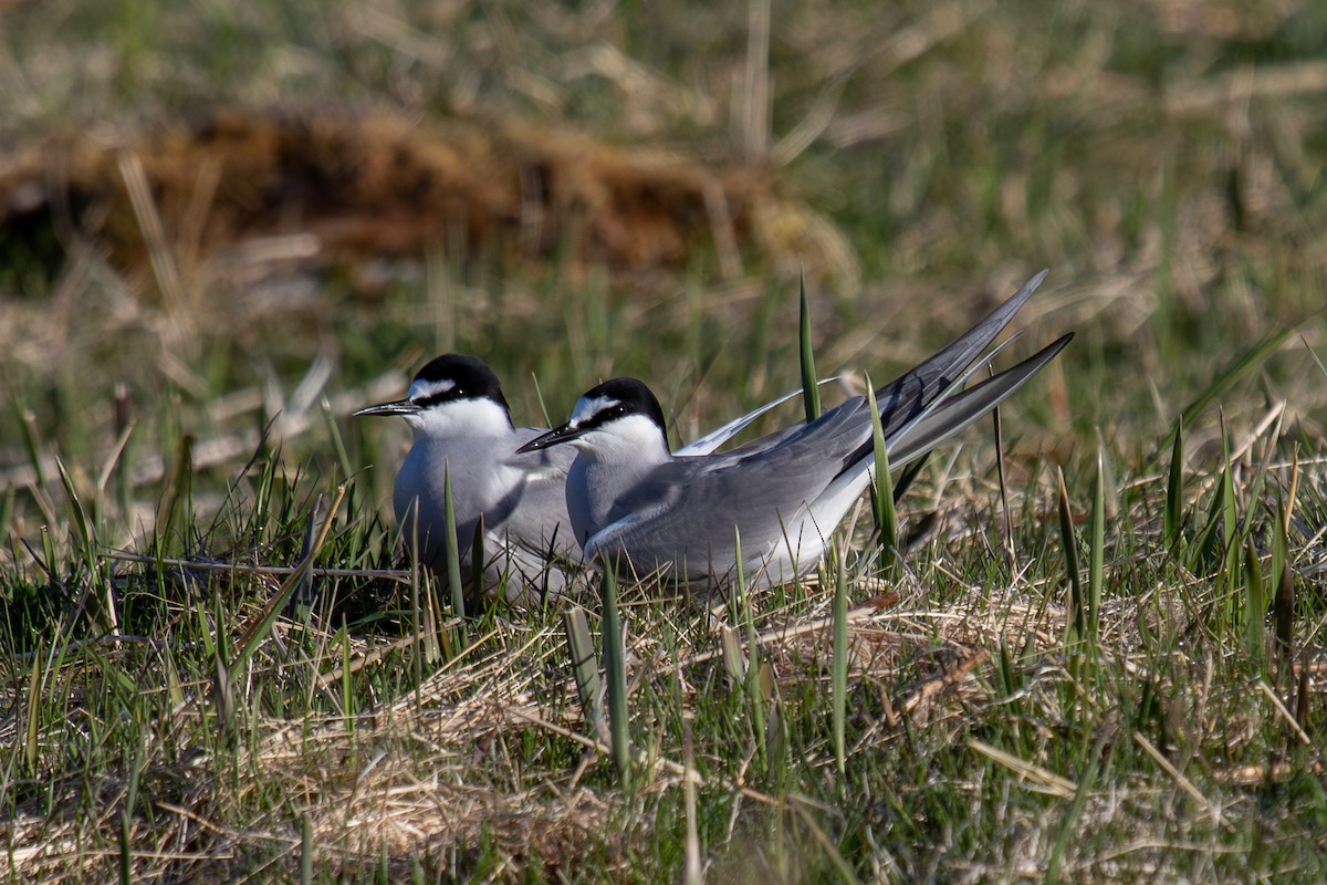 Aleutian Tern - Robin Corcoran