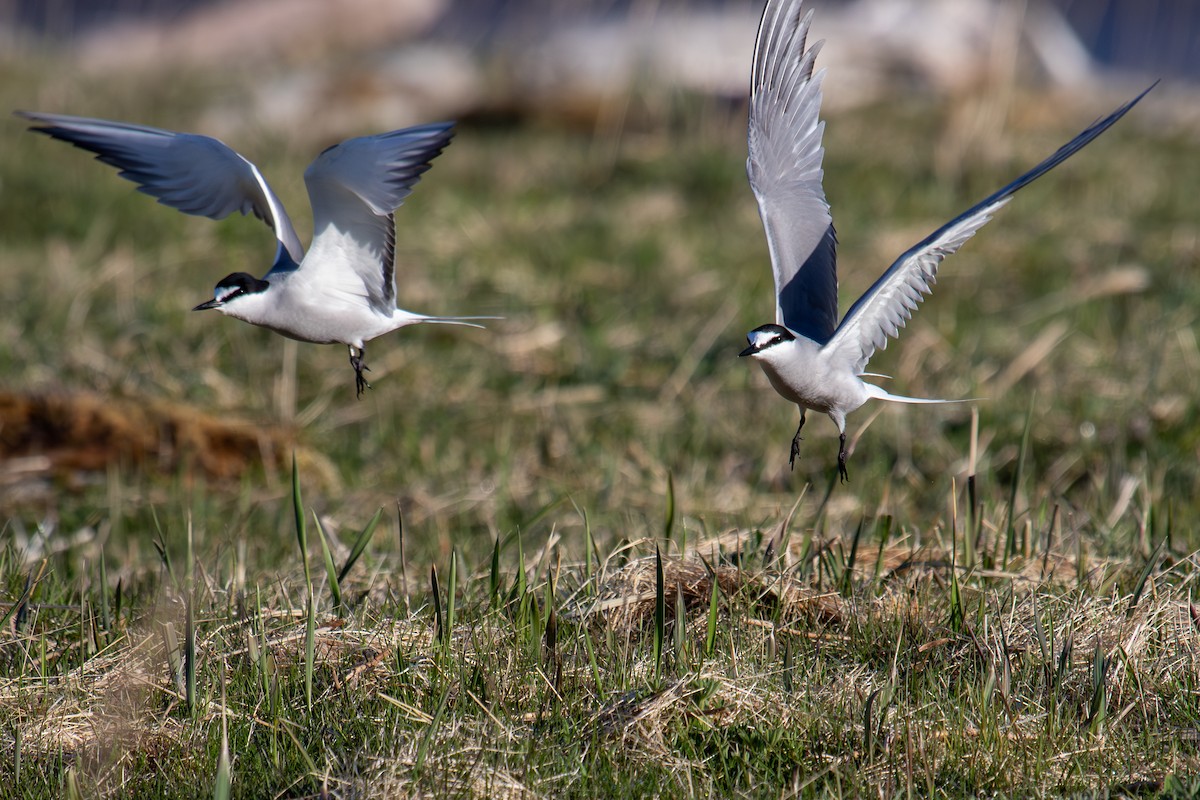 Aleutian Tern - Robin Corcoran