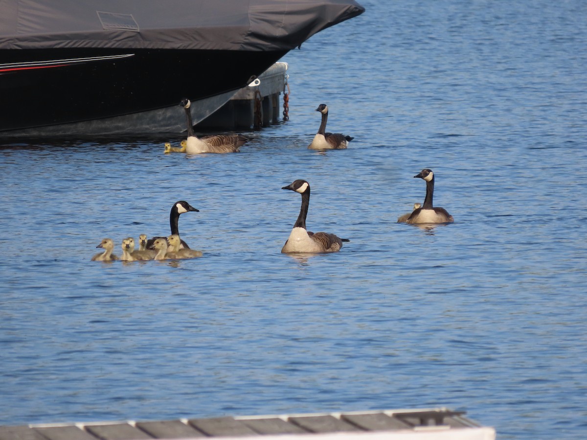 Canada Goose - Kim Clark