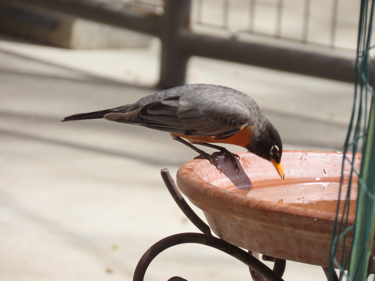 American Robin - Mark Gorges