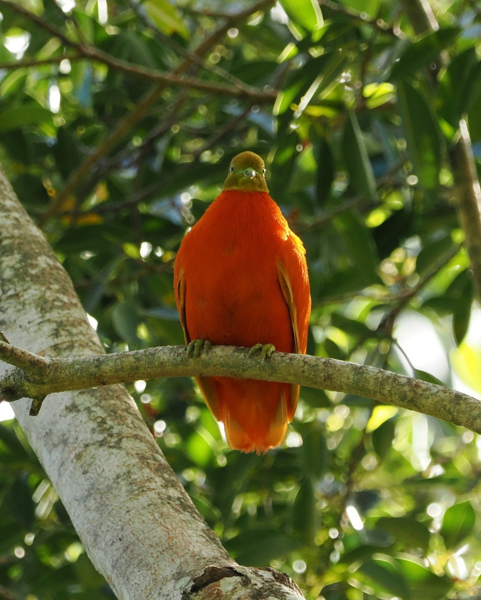 Orange Dove - ML619482263