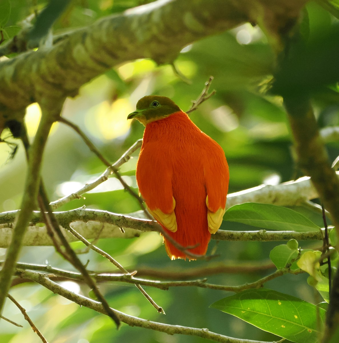 Orange Dove - ML619482264