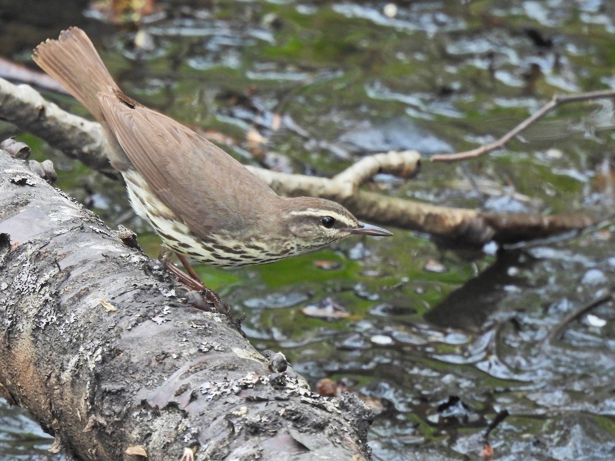 Northern Waterthrush - Normand Ethier