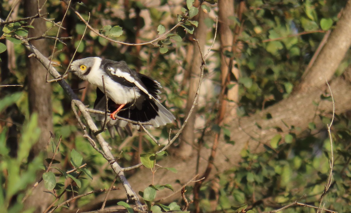 White Helmetshrike (Yellow-eyed) - Nicholas Fordyce - Birding Africa