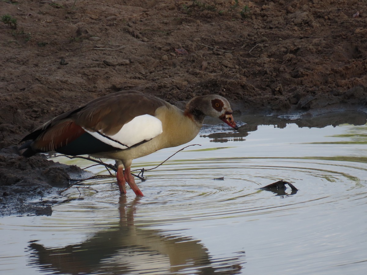 Egyptian Goose - Nicholas Fordyce - Birding Africa