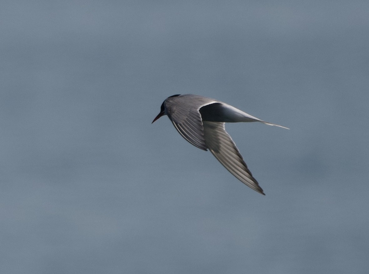 Arctic Tern - David Wallace