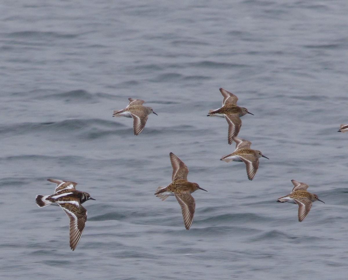 Dunlin - Ben Sheldon