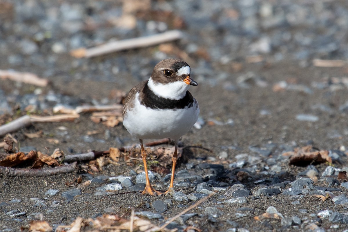 Semipalmated Plover - Robin Corcoran