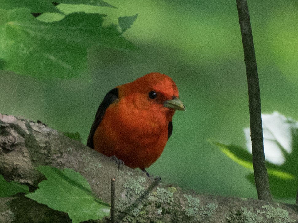 Scarlet Tanager - ML619482288