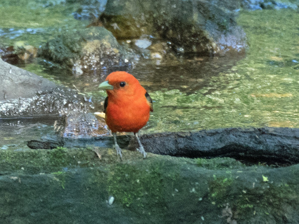 Scarlet Tanager - ML619482289