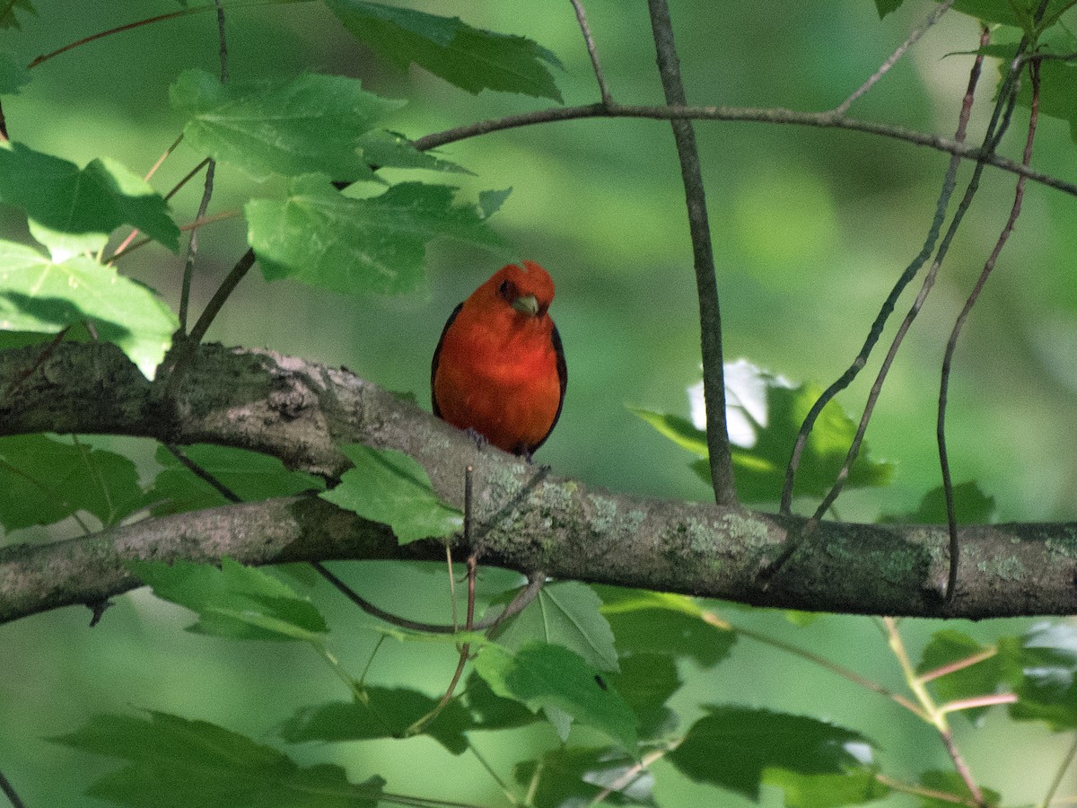 Scarlet Tanager - ML619482290