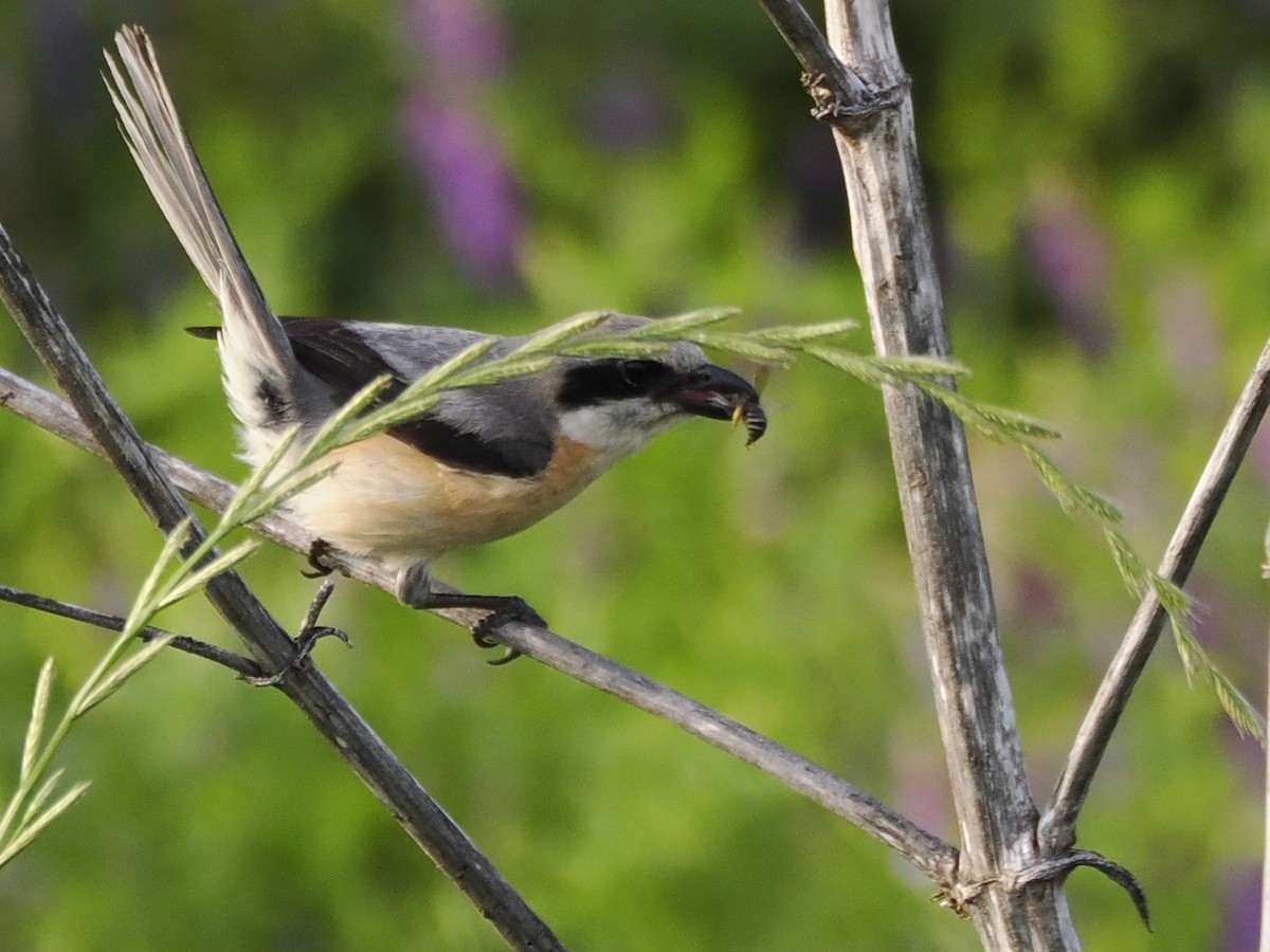 Bull-headed Shrike - ML619482298