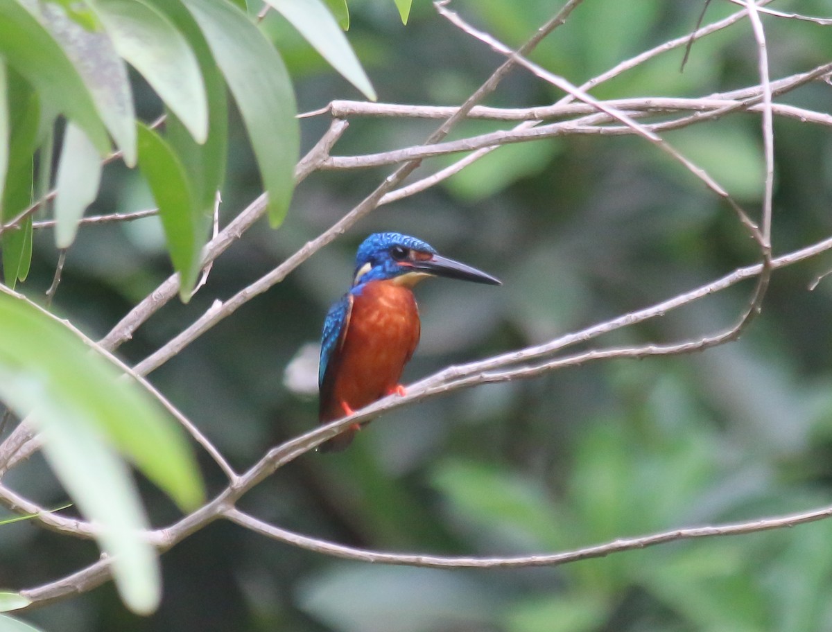 Blue-eared Kingfisher - Sachin Prabhu
