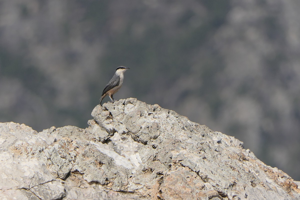 Western Rock Nuthatch - Mick Mellor