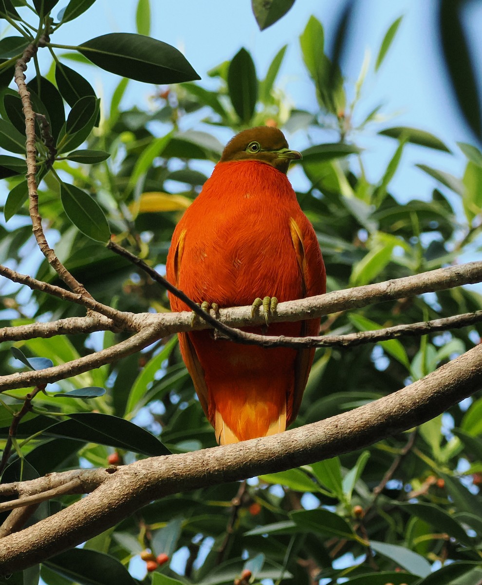 Orange Dove - ML619482309