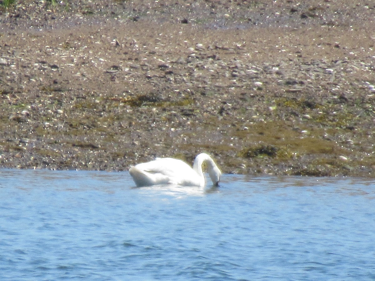 Mute Swan - Barry Capella