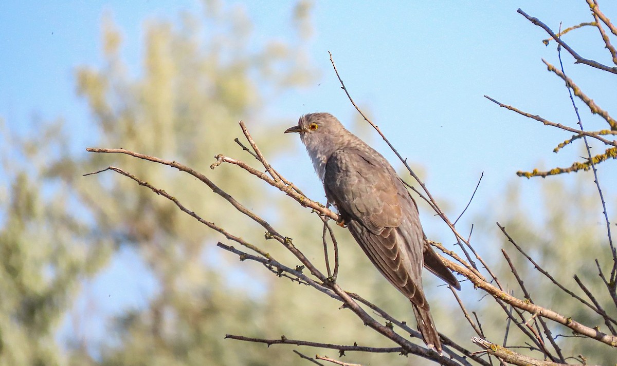 Common Cuckoo - Станислав Гр.