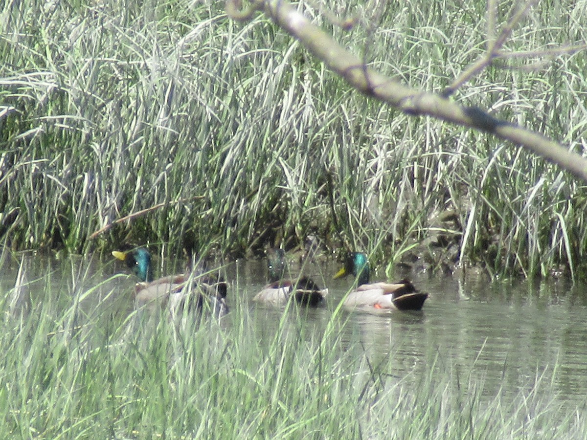 Mallard - Barry Capella