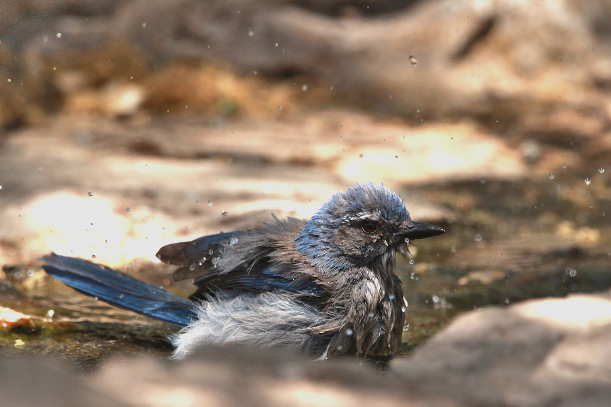 Woodhouse's Scrub-Jay - Jesse Pline