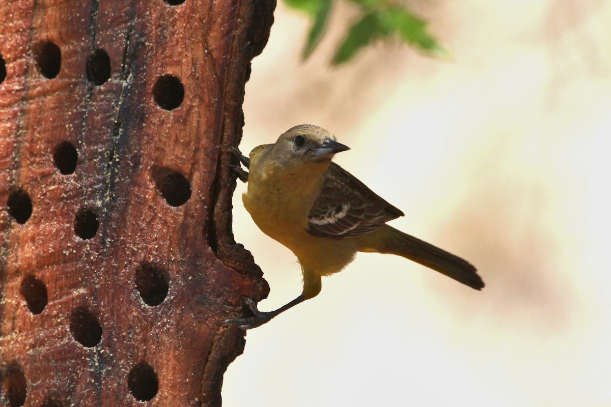 Scott's Oriole - Jesse Pline