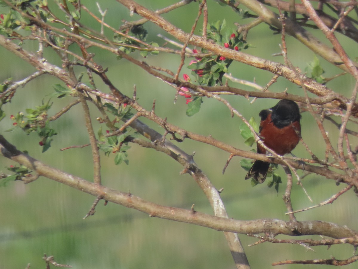 Orchard Oriole - ML619482328