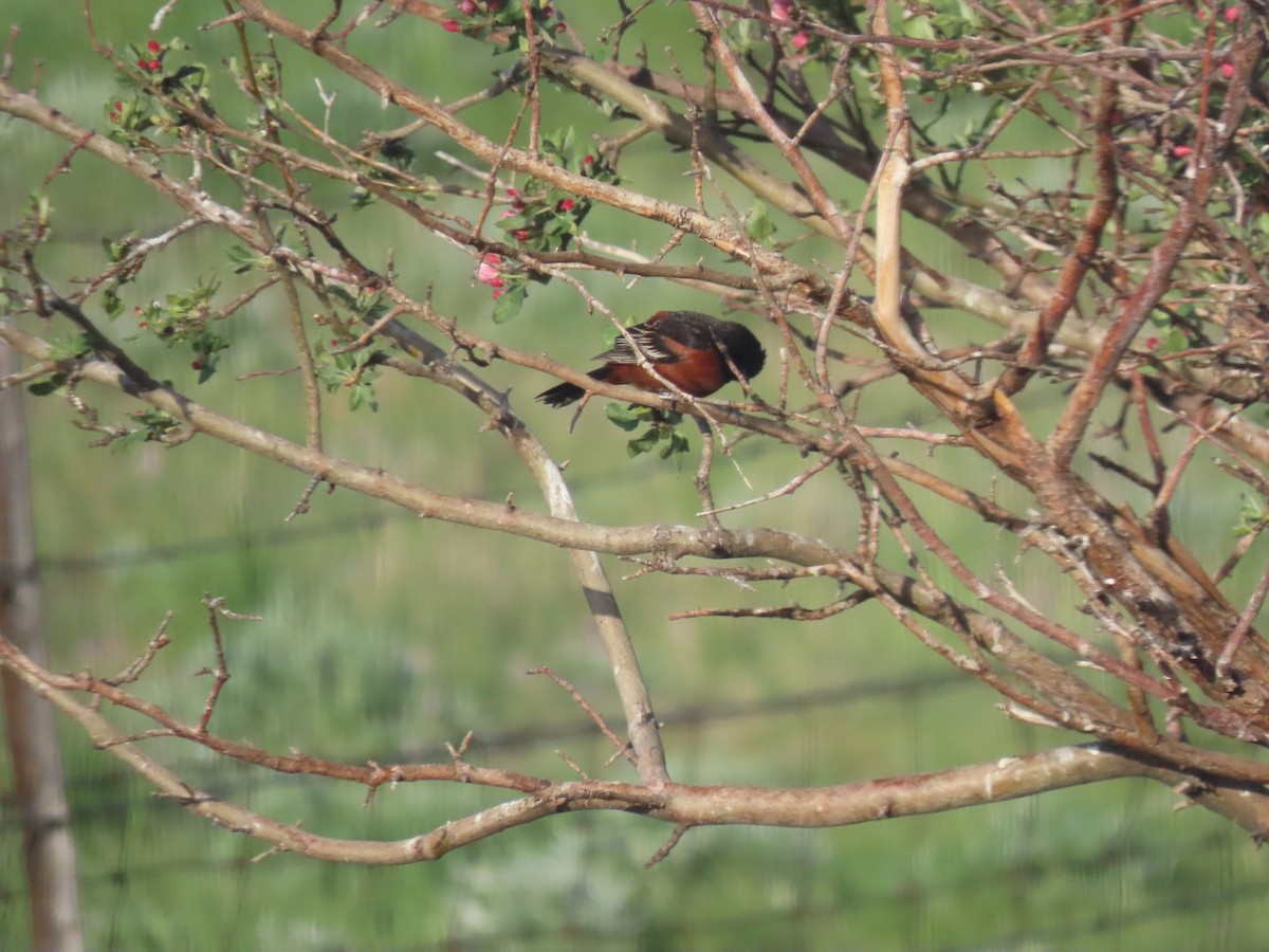 Orchard Oriole - Jan Leonard