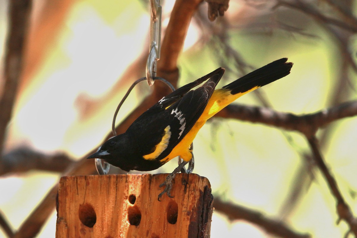 Scott's Oriole - Jesse Pline