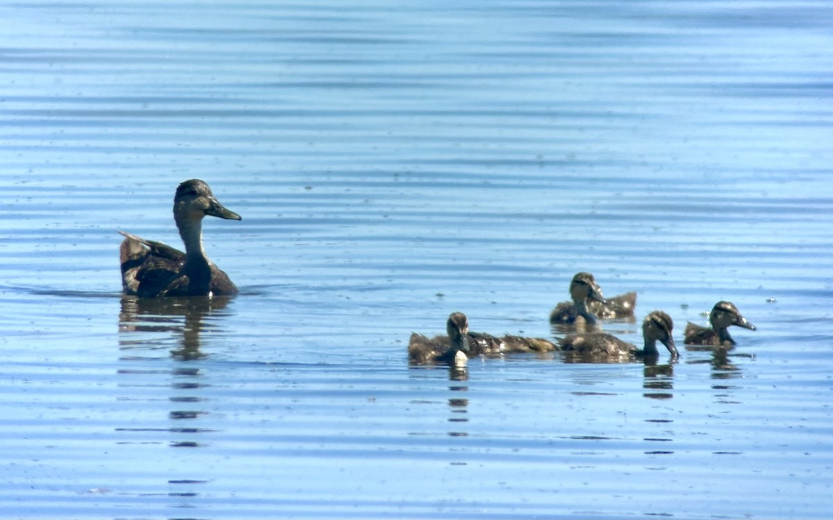 American Black Duck - Patrick Maurice