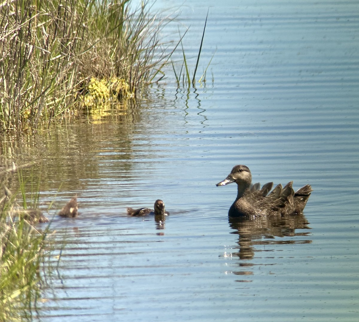 American Black Duck - Patrick Maurice